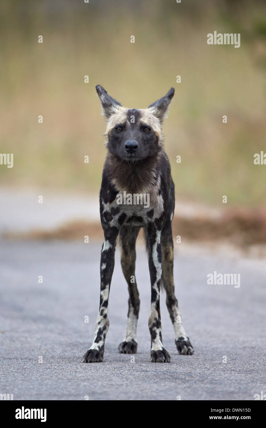 African wild dog (African Hunting dog) (Capo Caccia cane) (Lycaon pictus), Kruger National Park, Sud Africa e Africa Foto Stock