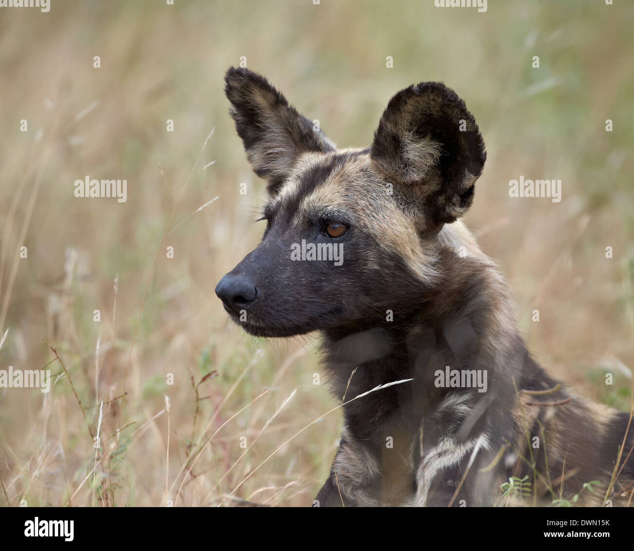 African wild dog (African Hunting dog) (Capo Caccia cane) (Lycaon pictus), Kruger National Park, Sud Africa e Africa Foto Stock