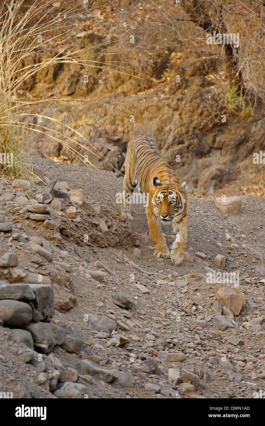 Tigre del Bengala (Panthera tigris tigris) nella foresta secca durante le estati in Ranthambhore national park in India Foto Stock