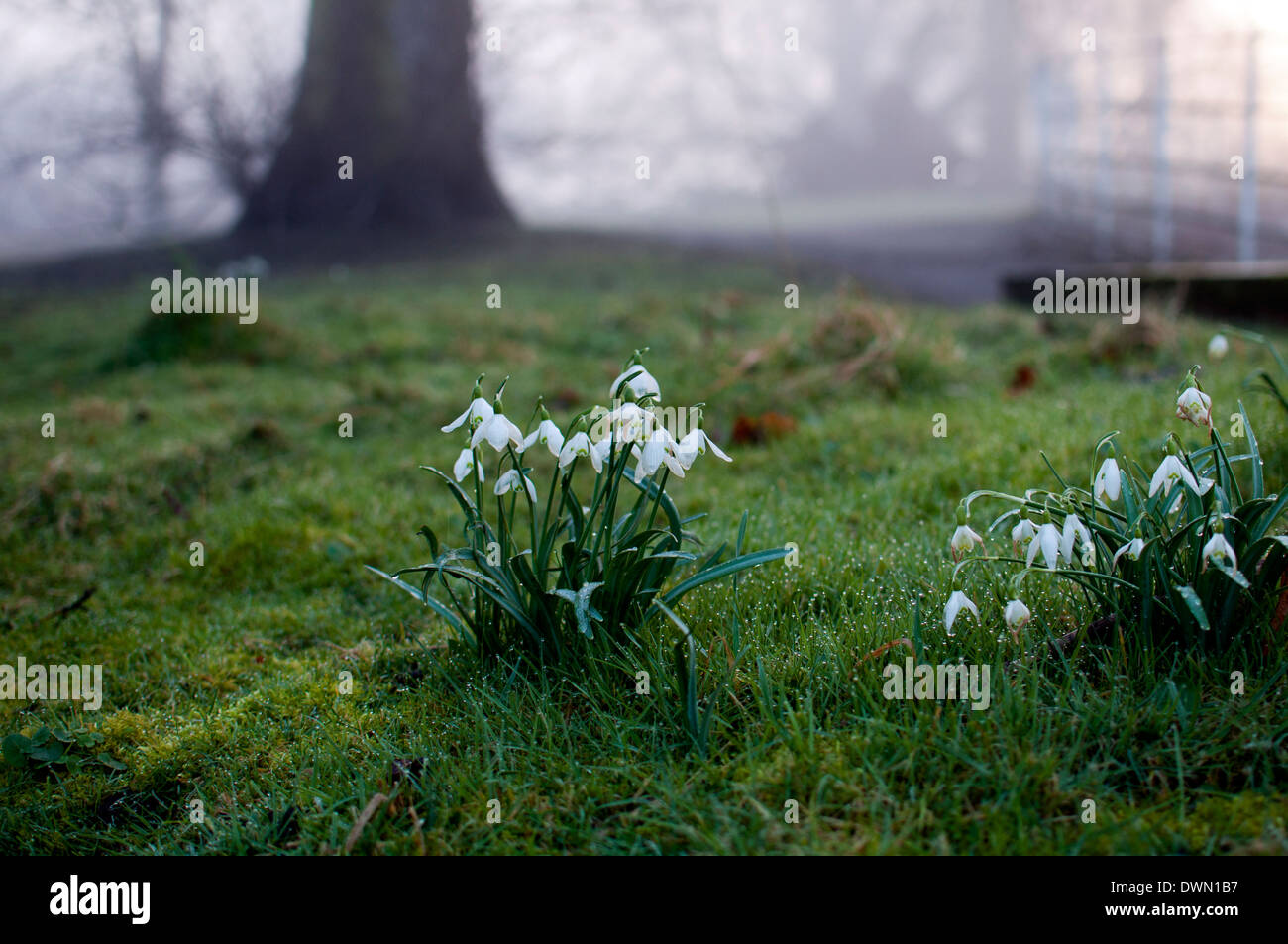 Snowdrops crescendo in erba, Priory Park, Warwick, Warwickshire, Regno Unito Foto Stock