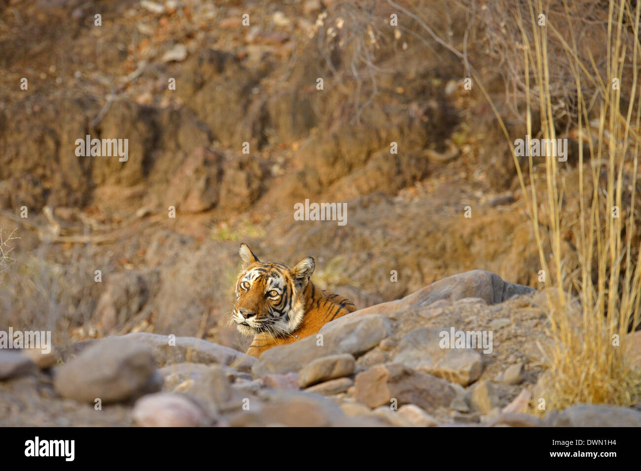 Tigre del Bengala (Panthera tigris tigris) nella foresta secca durante le estati in Ranthambhore national park in India Foto Stock