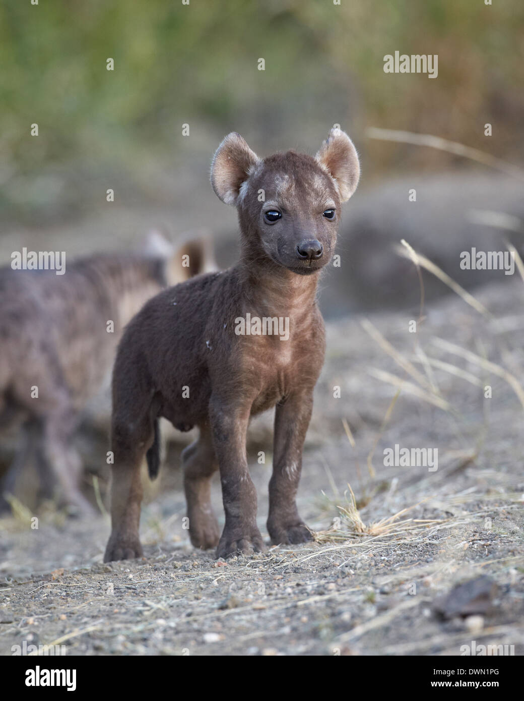 Spotted Hyena (Spotted Hyaena) (Crocuta crocuta) pup, Kruger National Park, Sud Africa e Africa Foto Stock