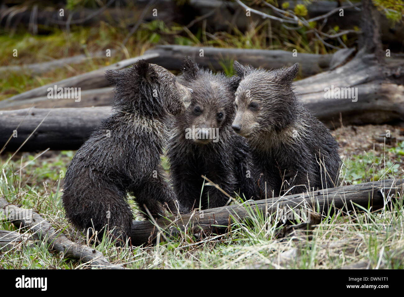 Tre Orso grizzly (Ursus arctos horribilis) cubs dell'anno, il Parco Nazionale di Yellowstone, Wyoming, Stati Uniti d'America Foto Stock