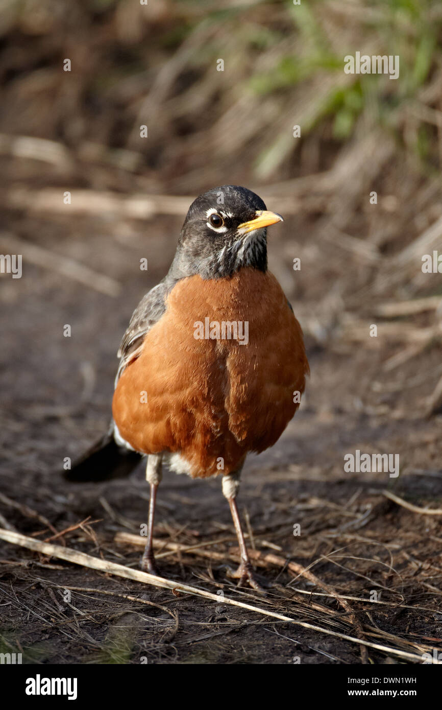 American Robin (Turdus migratorius), il Parco Nazionale di Yellowstone, Wyoming negli Stati Uniti d'America, America del Nord Foto Stock