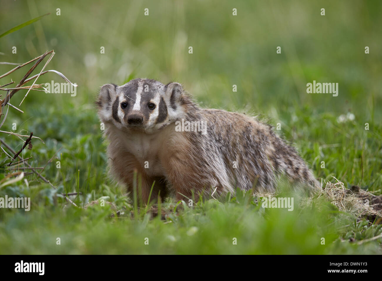 Badger (Taxidea taxus), il Parco Nazionale di Yellowstone, Wyoming negli Stati Uniti d'America, America del Nord Foto Stock