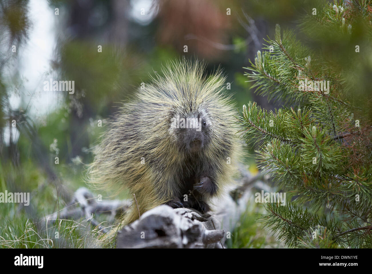 Porcupine (Erethizon dorsatum), Medicine Bow National Forest, Wyoming negli Stati Uniti d'America, America del Nord Foto Stock