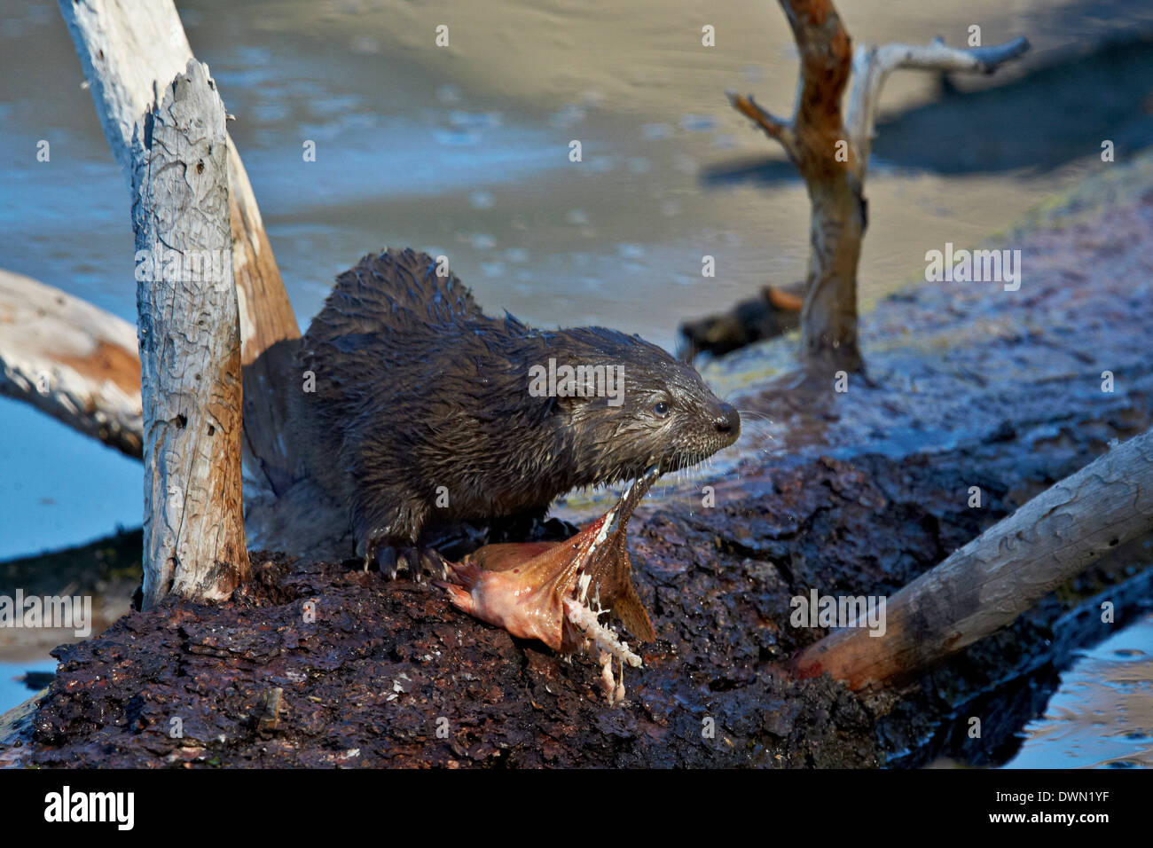 Lontra di fiume (Lutra canadensis) pup, il Parco Nazionale di Yellowstone, Wyoming negli Stati Uniti d'America, America del Nord Foto Stock