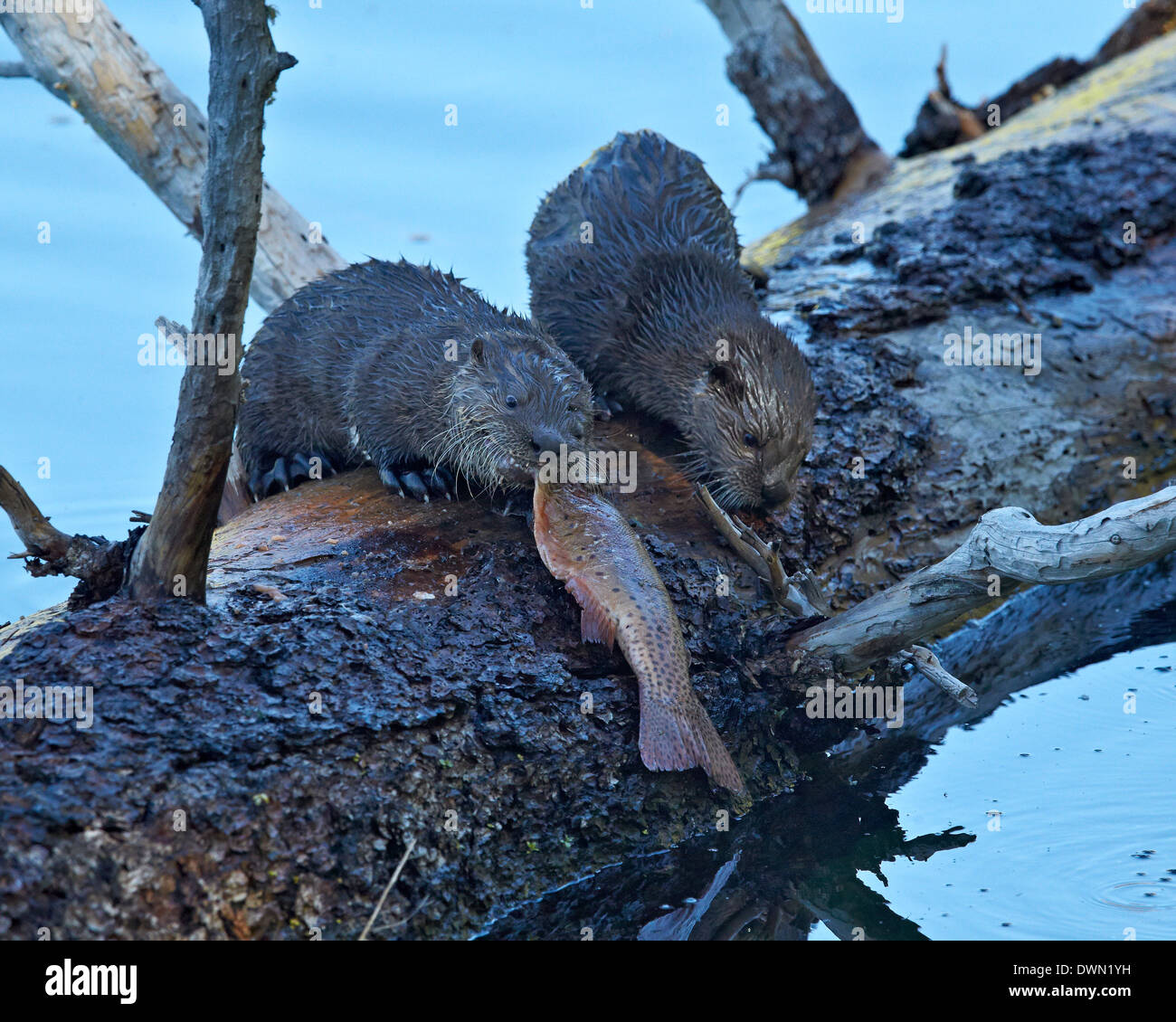 Lontra di fiume (Lutra canadensis) cuccioli, il Parco Nazionale di Yellowstone, Wyoming negli Stati Uniti d'America, America del Nord Foto Stock