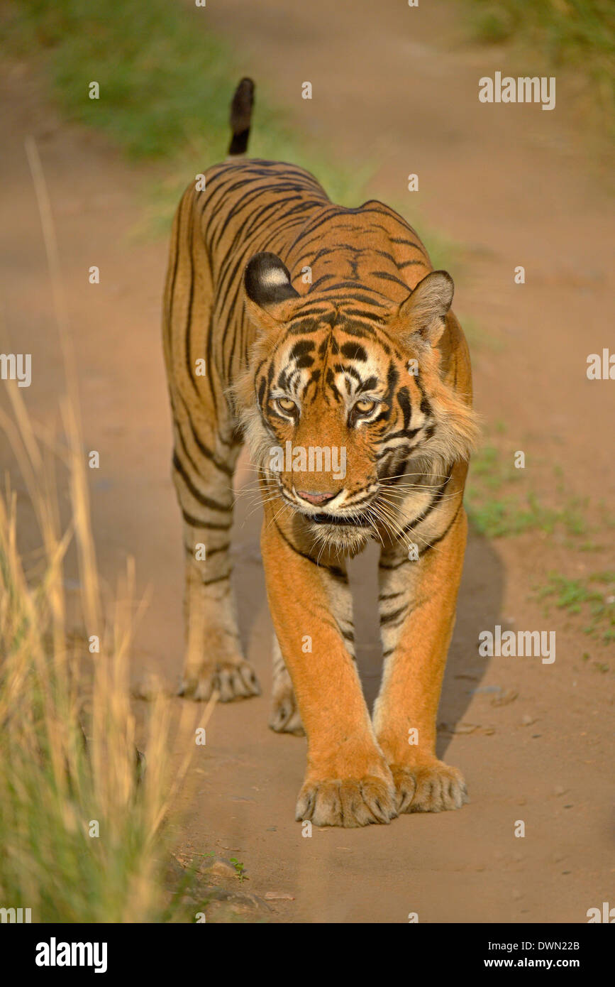 Tigre del Bengala (Panthera tigris tigris) passeggiate nella foresta secca durante le estati in Ranthambhore national park in India Foto Stock
