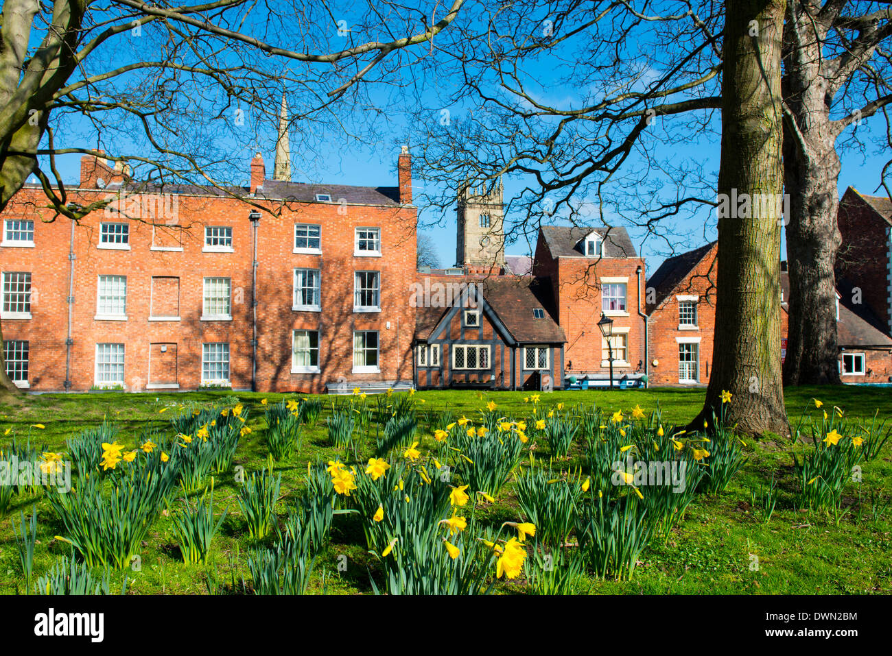 Giunchiglie in churchard presso Old St Chad's, Shrewsbury, Shropshire. Foto Stock