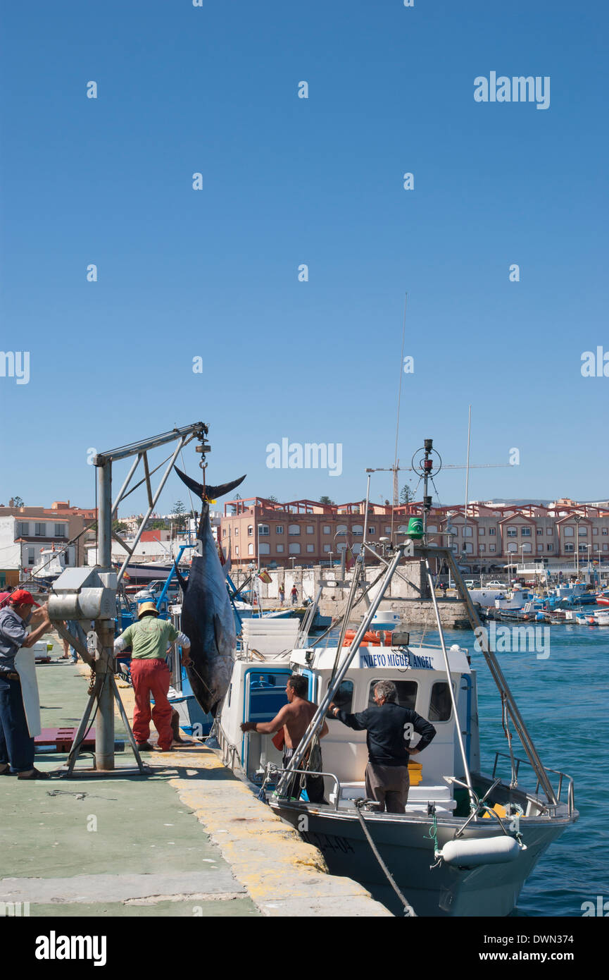 Lo sbarco di grande e prezioso Atlantic Tonni rossi a Tarifa, Andalusia, Spagna Foto Stock