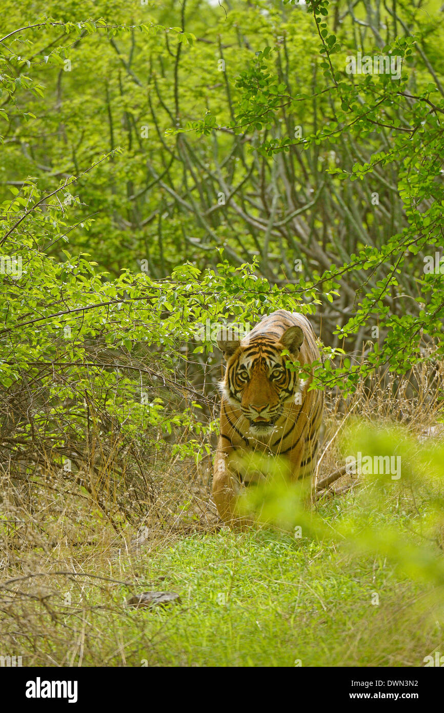 Tigre del Bengala (Panthera tigris tigris) nel verde della foresta durante il monsone mesi in Ranthambhore national park, India Foto Stock