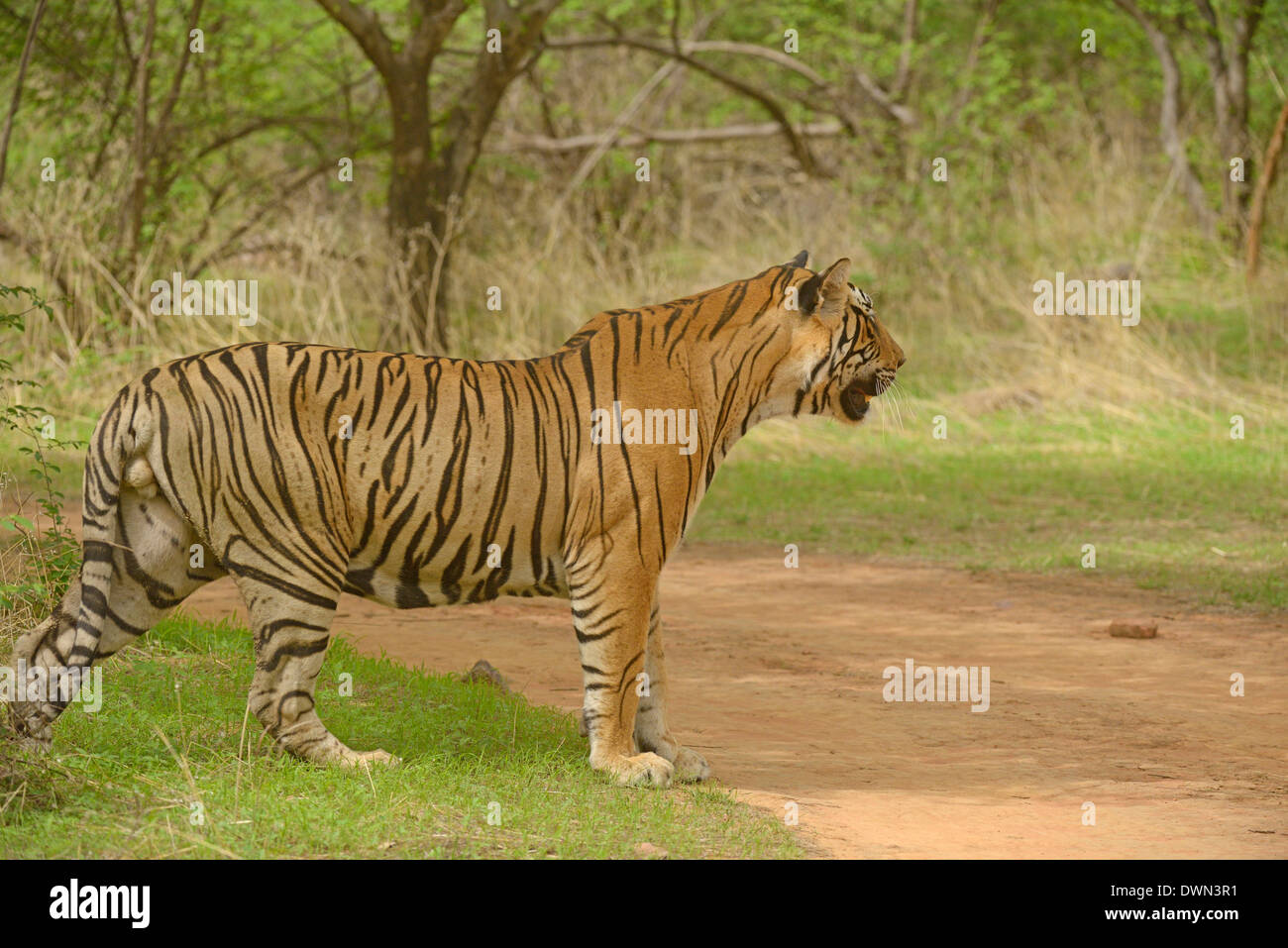Tigre del Bengala (Panthera tigris tigris) passeggiate nel verde della foresta durante i monsoni Foto Stock
