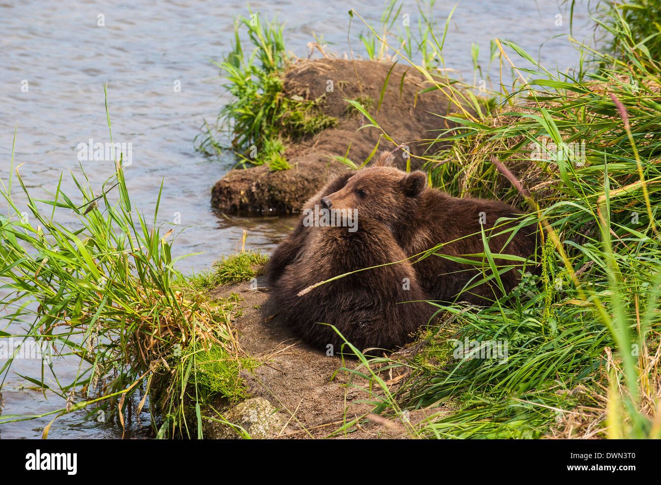 La Kamchatka l'orso bruno (Ursus arctos beringianus) cubs, Kurile Lago, Kamchatka, Russia, Eurasia Foto Stock