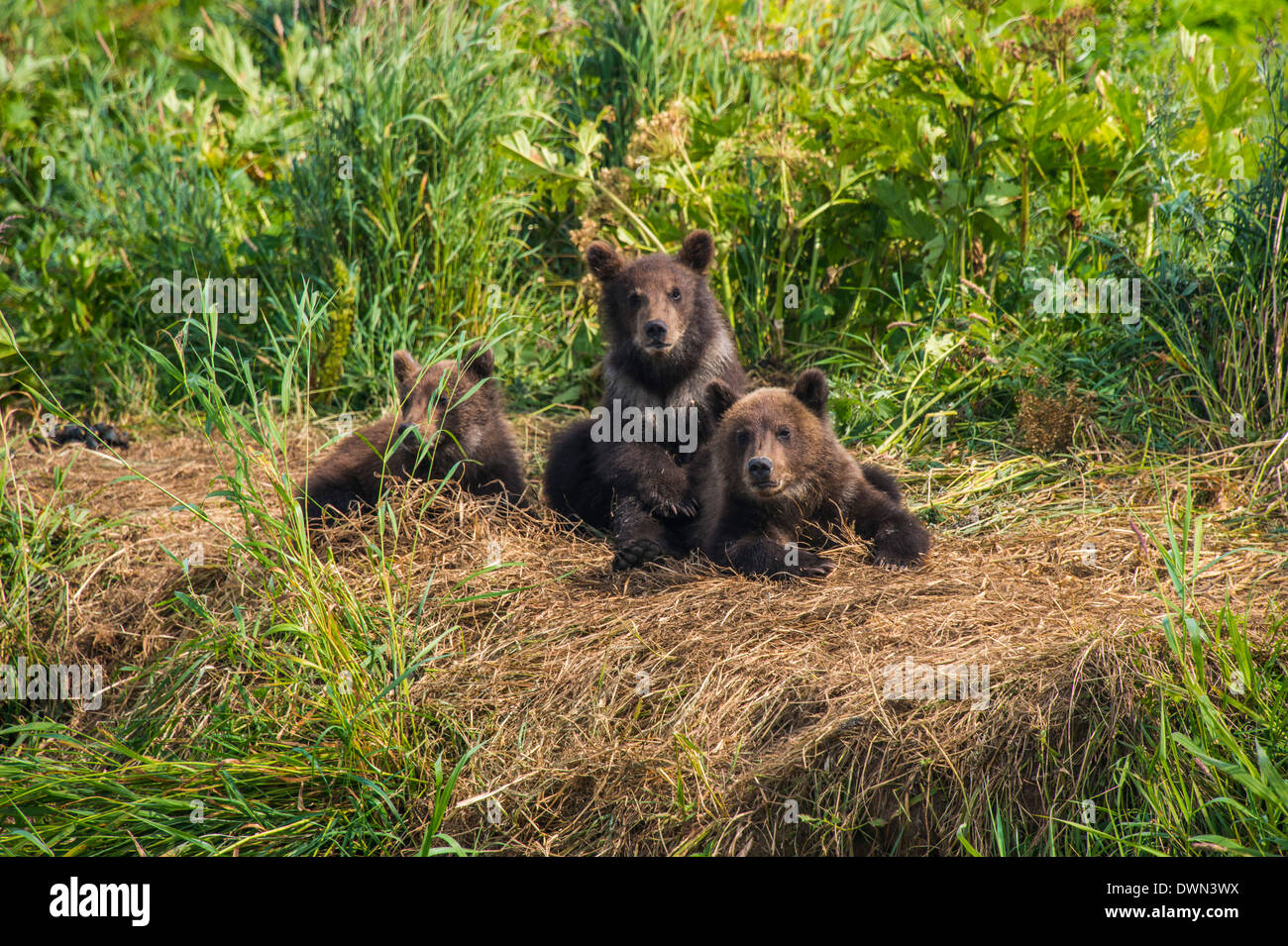 La Kamchatka l'orso bruno (Ursus arctos beringianus) cubs, Kurile lago, Kamchatka, Russia, Eurasia Foto Stock
