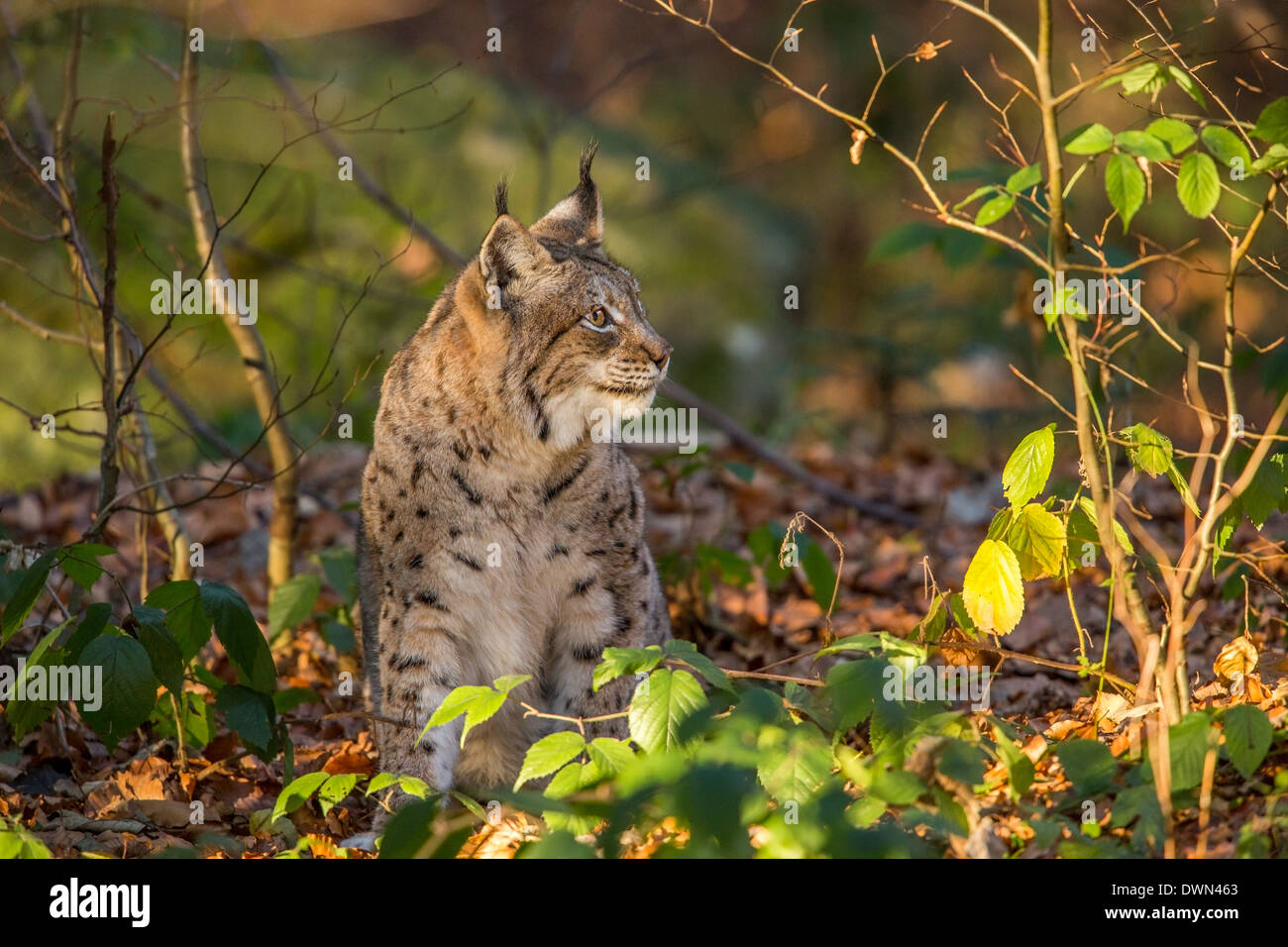 Eurasian (Lynx Lynx lynx), il Parco Nazionale della Foresta Bavarese, Germania Foto Stock