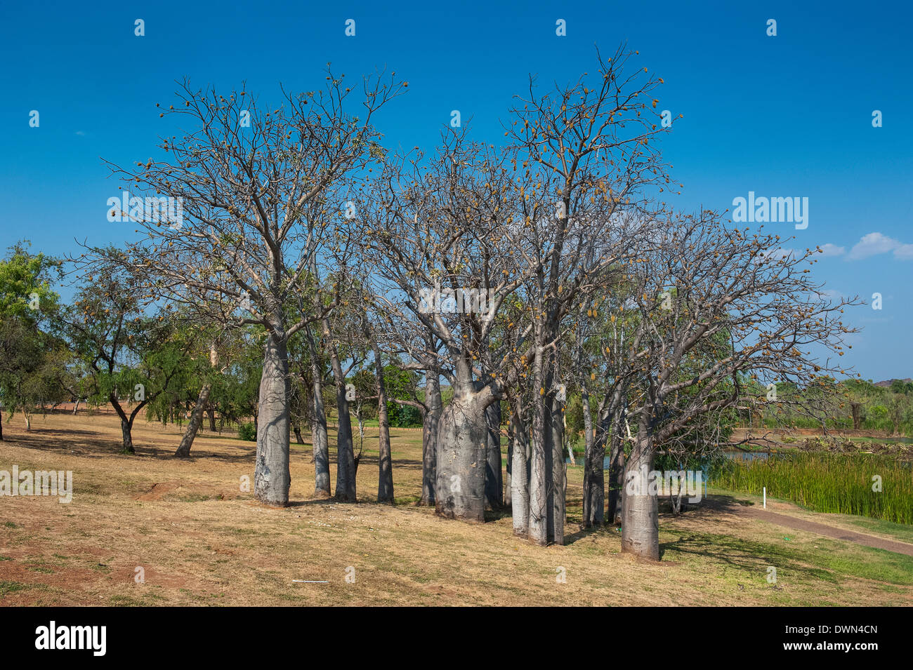 Alberi di baobab in Kununurra, Kimberleys, Australia occidentale, Australia Pacific Foto Stock