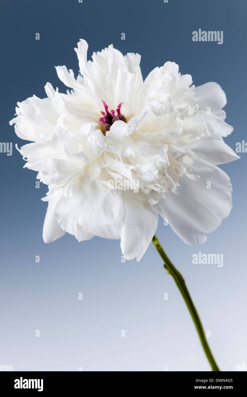 Studio closeup colpo di una peonia bianco fiore su sfondo blu Foto Stock