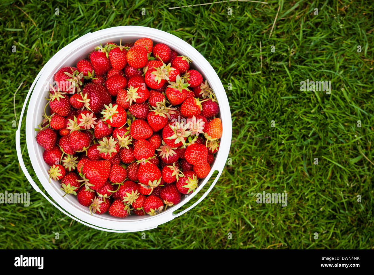 Benna di fragole appena raccolte ripresa dall'alto su erba verde esterno con spazio di copia Foto Stock