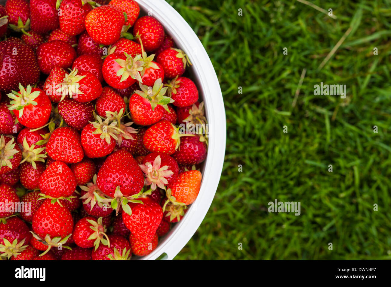 Benna di fragole appena raccolte ripresa dall'alto su erba verde esterno con spazio di copia Foto Stock