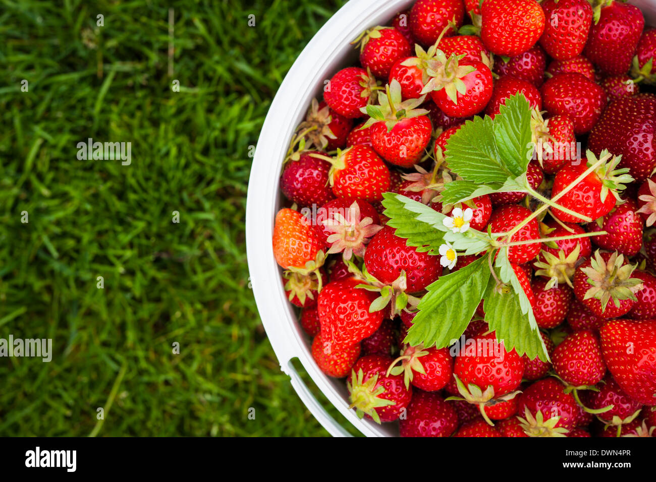 Benna di fragole appena raccolte ripresa dall'alto su erba verde esterno con spazio di copia Foto Stock