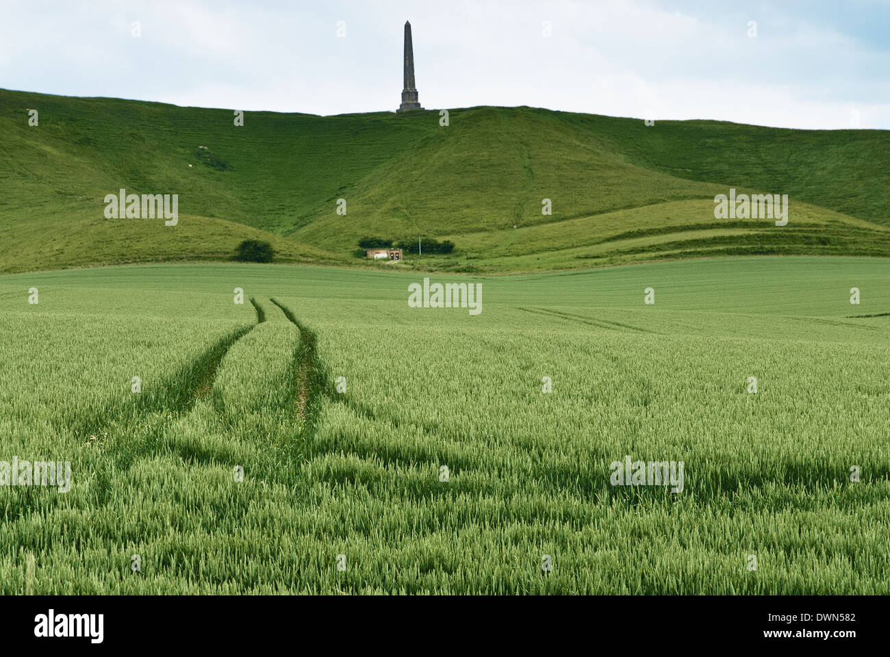 Un campo di verde Grano immaturo sotto il monumento di Lansdowne vicino Cherhill nel Wiltshire con gli agricoltori le vie che corrono attraverso di esso. Foto Stock