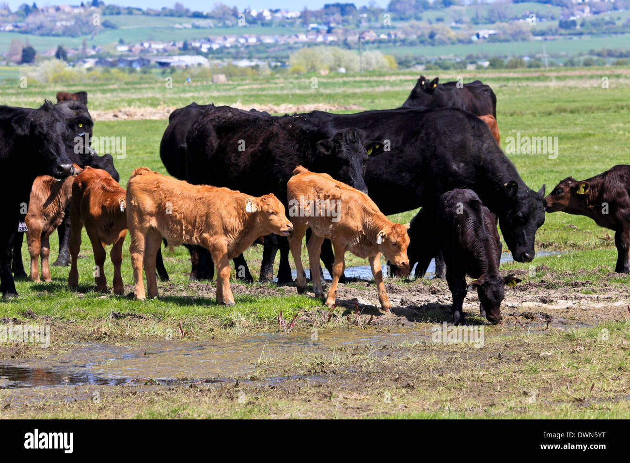 9309. Vacche e vitelli, Elmley, Kent, England, Regno Unito, Europa Foto Stock