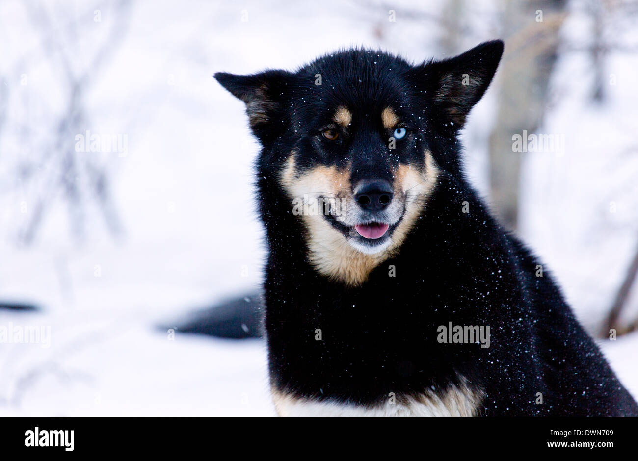 Un bel blu e marrone eyed cane in inverno con neve sul suo mantello nero Foto Stock