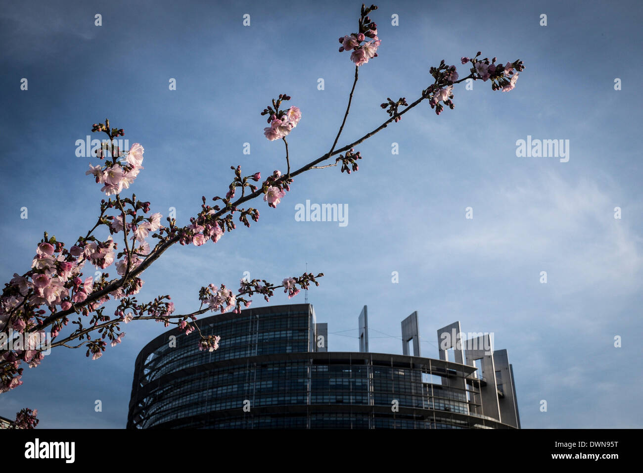 Strasburgo, BXL, Francia. Undicesimo Mar, 2014. Gli alberi fioriscono davanti al Parlamento europeo sede edificio di Strasburgo in Francia su 11.03.2014 © Wiktor Dabkowski/ZUMAPRESS.com/Alamy Live News Foto Stock