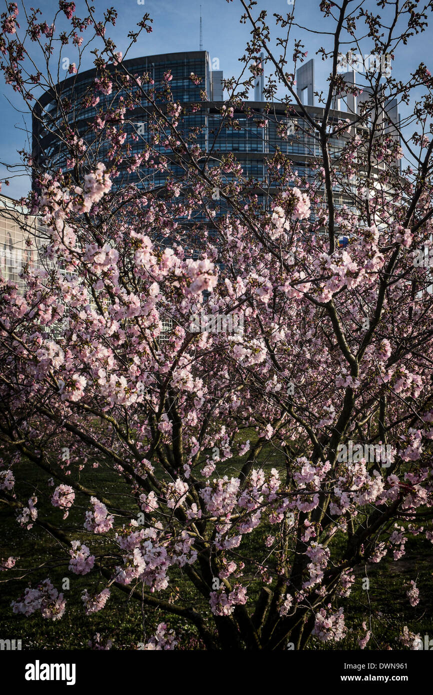 Strasburgo, BXL, Francia. Undicesimo Mar, 2014. Gli alberi fioriscono davanti al Parlamento europeo sede edificio di Strasburgo in Francia su 11.03.2014 © Wiktor Dabkowski/ZUMAPRESS.com/Alamy Live News Foto Stock