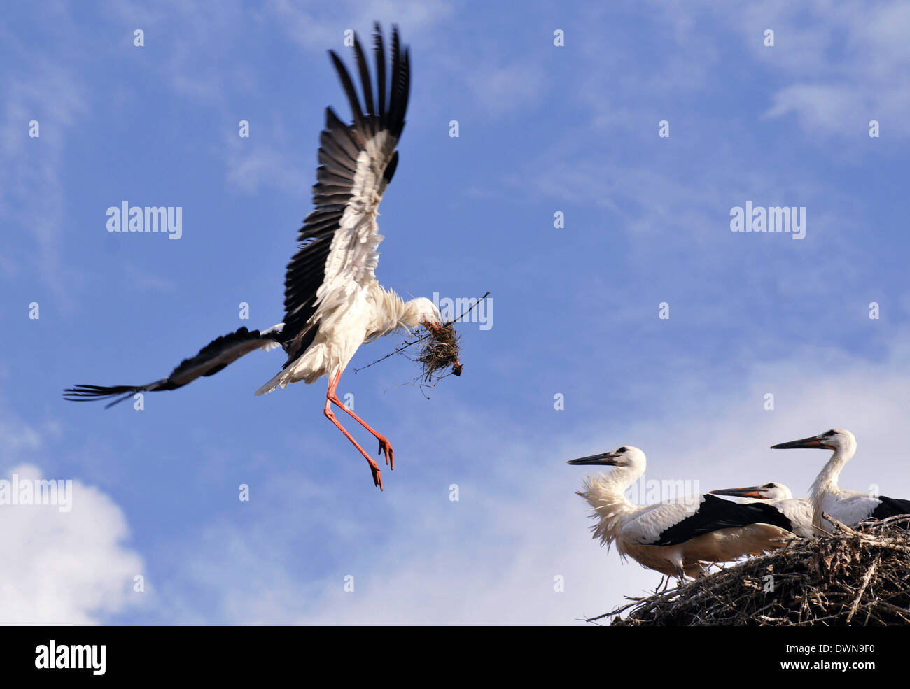 Stork si prende cura dei suoi giovani e prepara il nido Foto Stock