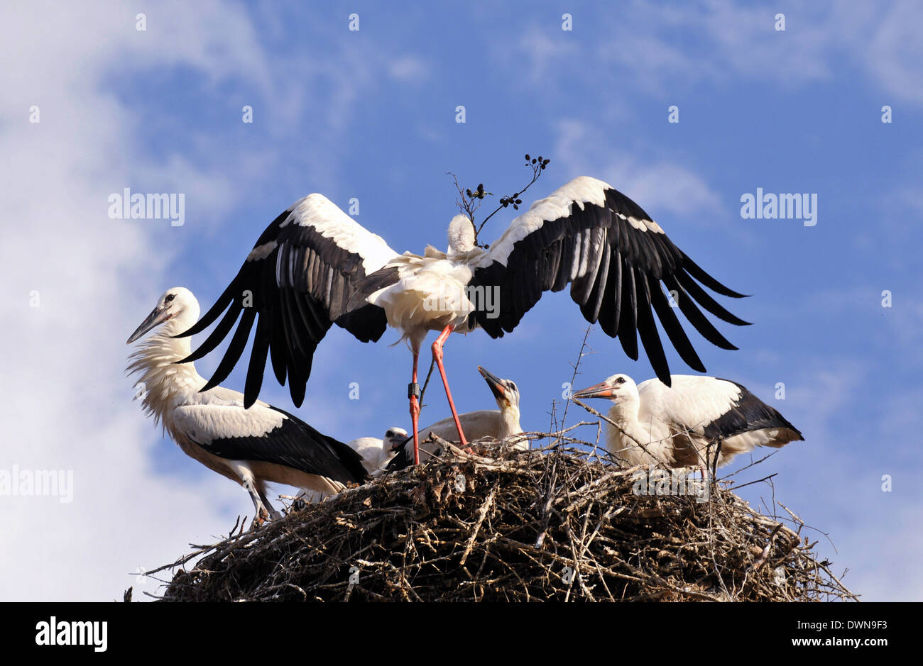 Terre di cicogna nel nido e alimentato i suoi giovani Foto Stock