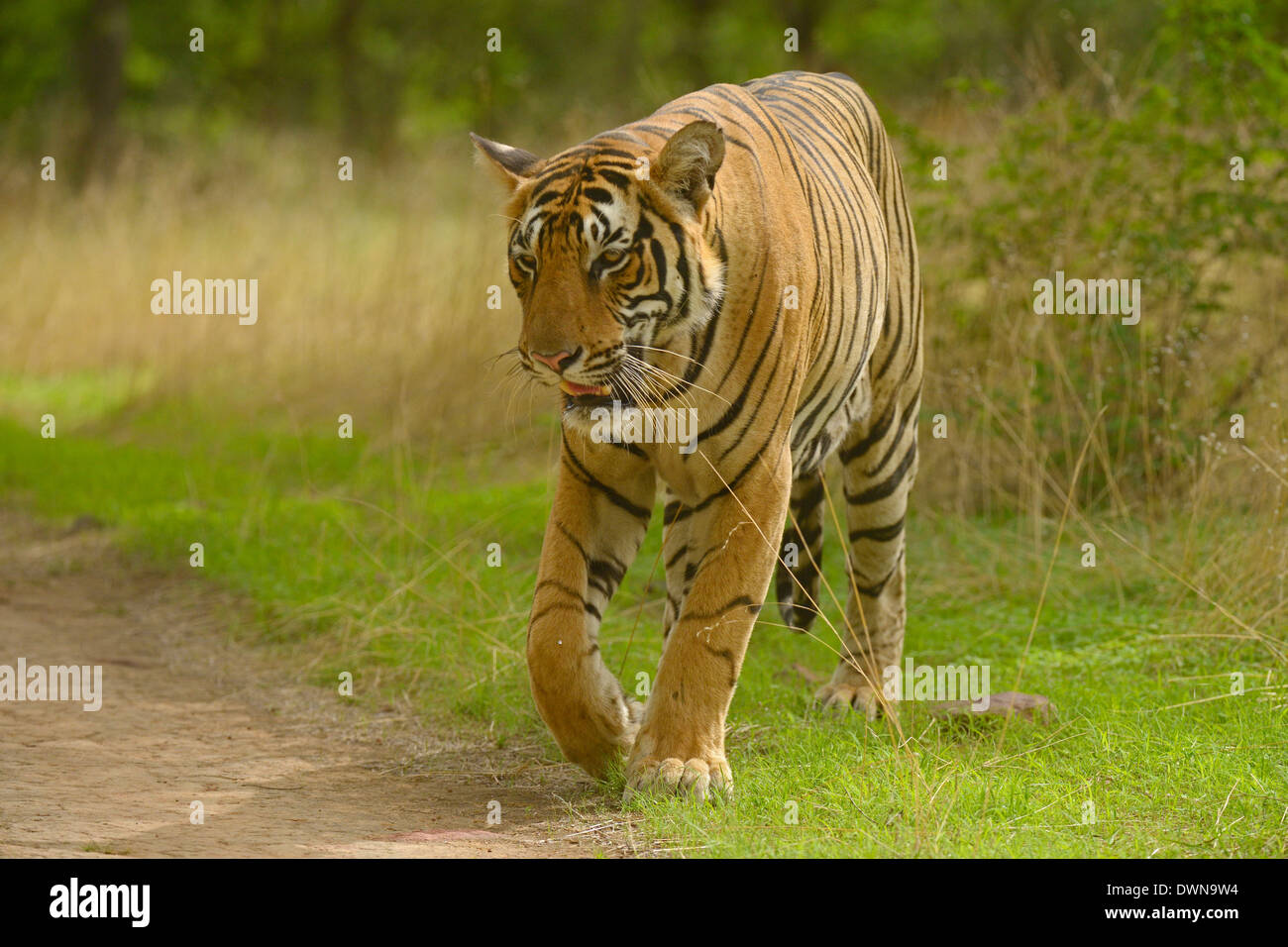 Tigre del Bengala (Panthera tigris tigris) passeggiate nel verde della foresta durante i monsoni Foto Stock