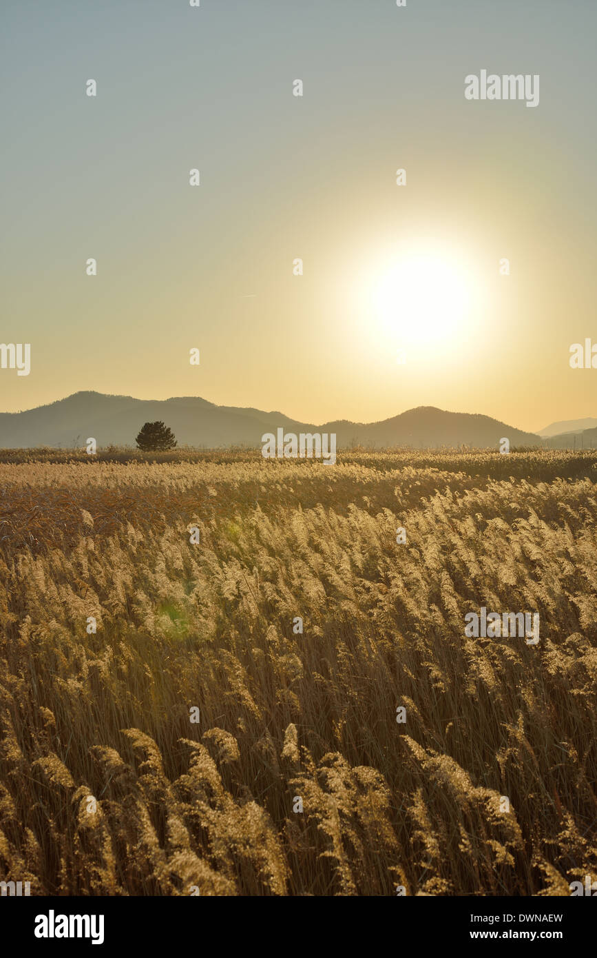 Paesaggio di canne campo nella baia di Suncheon in Corea Foto Stock