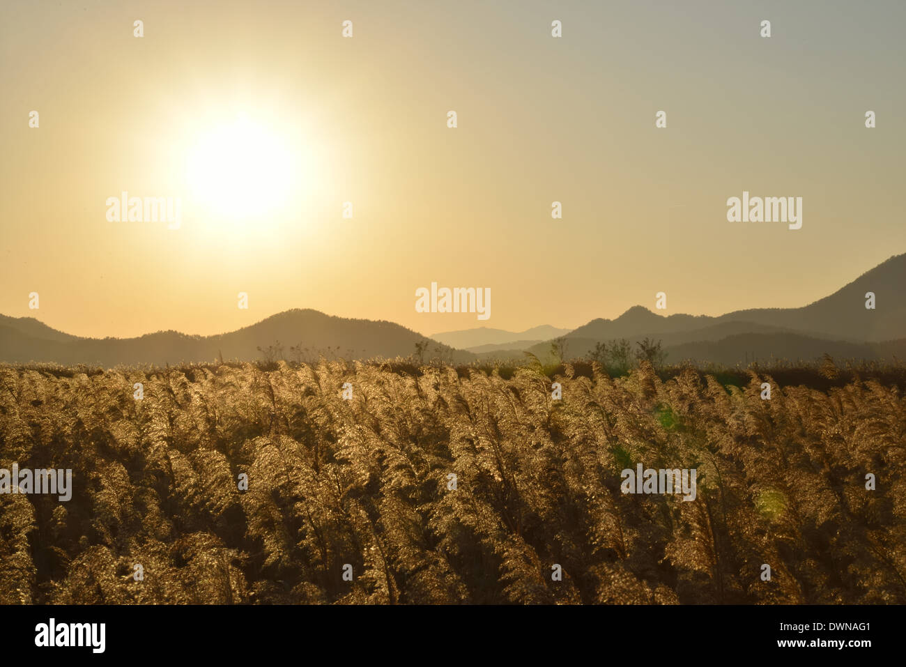 Paesaggio di canne campo nella baia di Suncheon in Corea Foto Stock