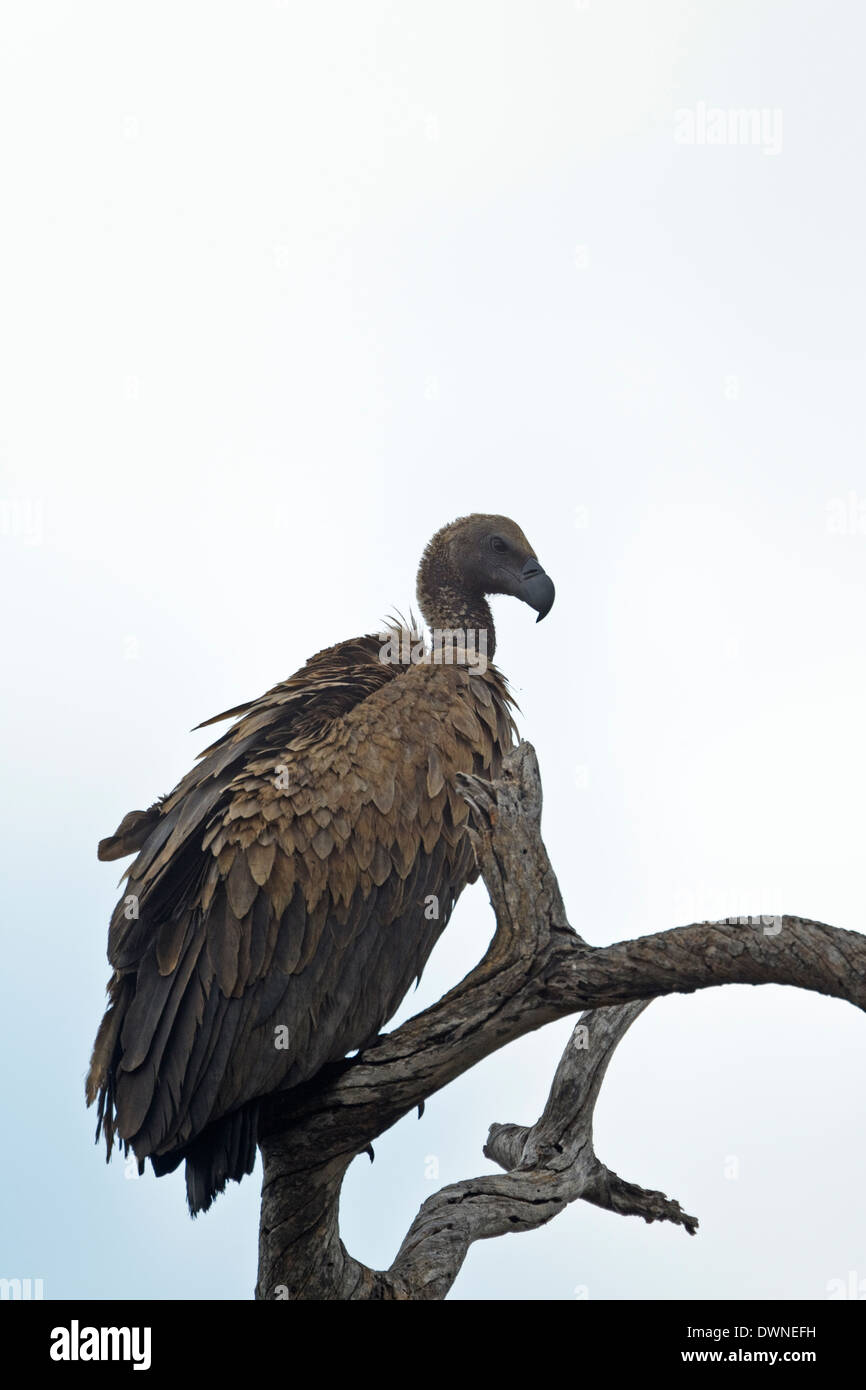 White-backed Vulture (Gyps africanus), immaturi, Parco Nazionale Kruger Sud Africa Foto Stock