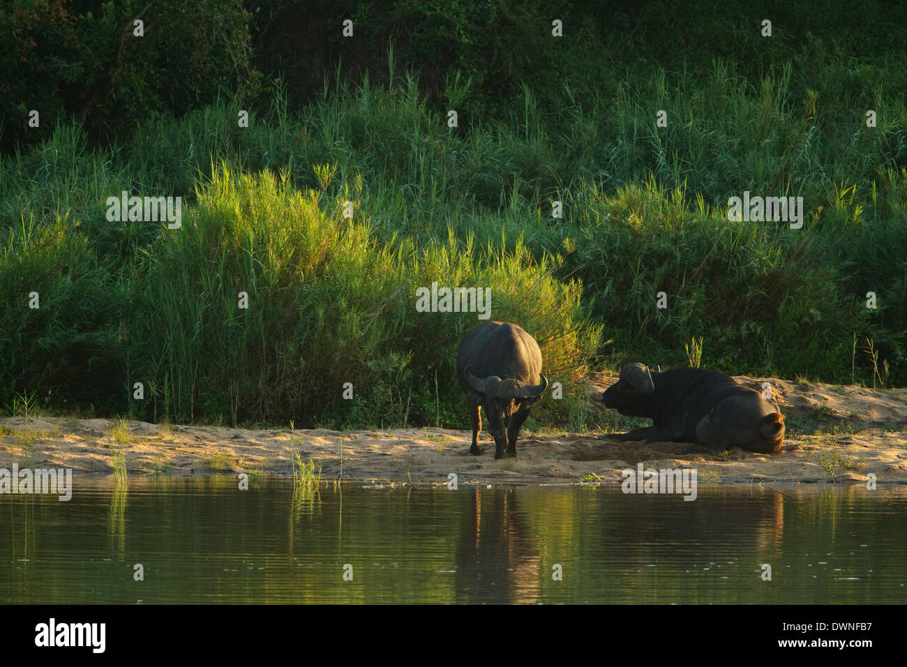 Due Paesi africani di bufala (Syncerus caffer) di appoggio nella luce del mattino a Sabie River Foto Stock