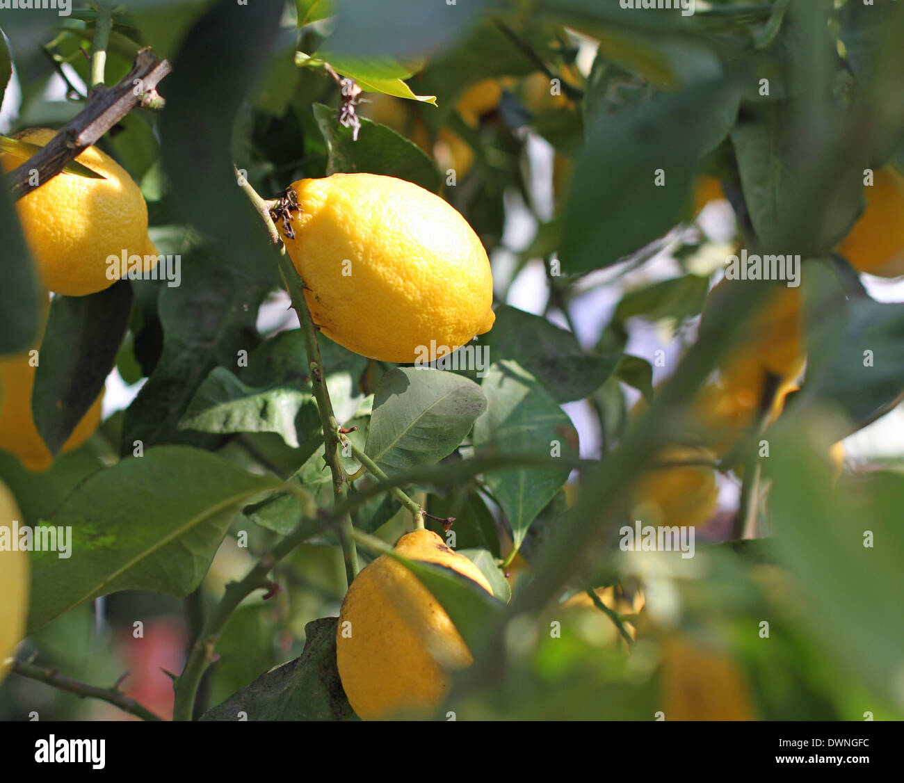Il giallo dei limoni di Sicilia appeso a un albero nel frutteto Foto Stock