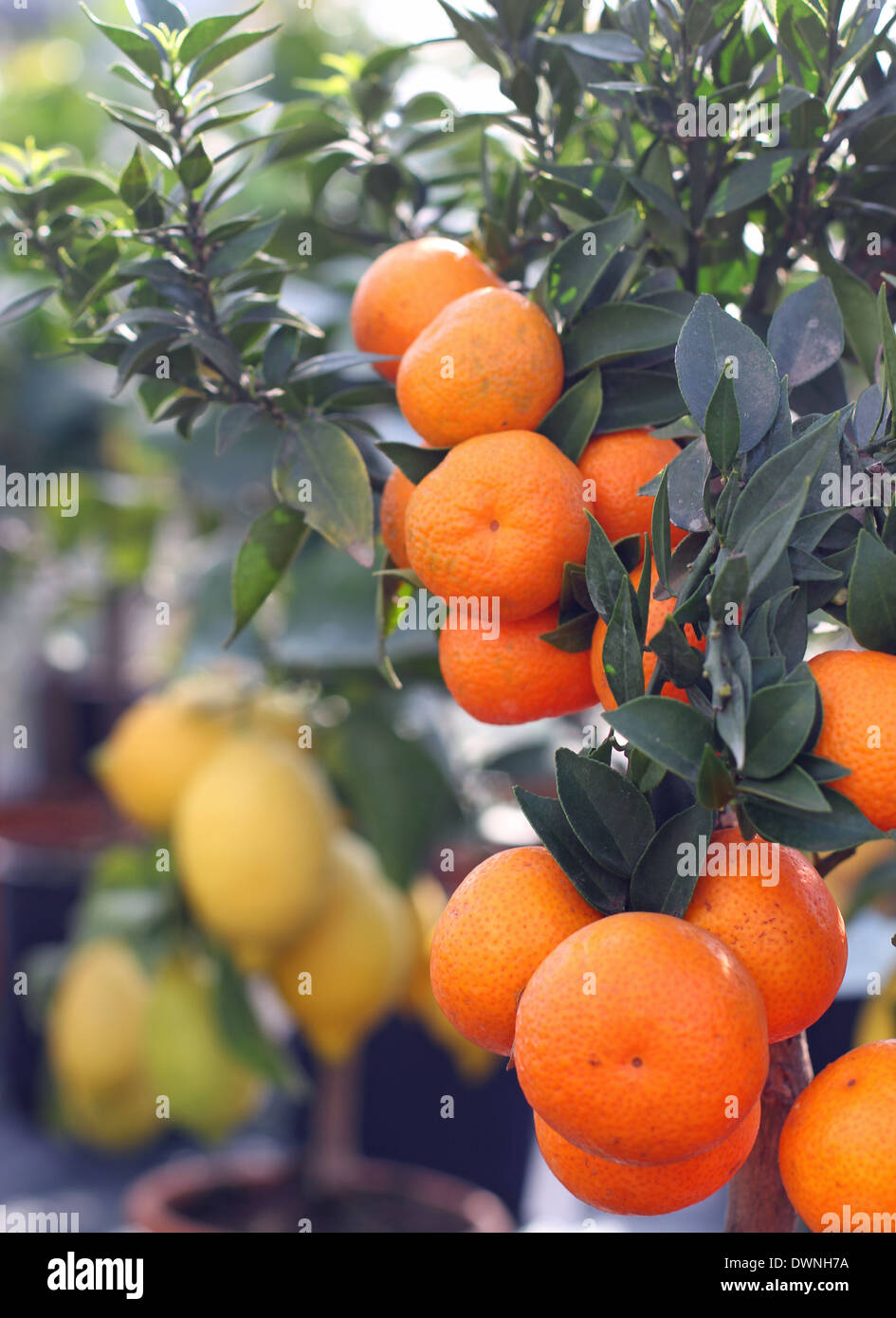 Arance mature mandarini e limoni di Sicilia in background Foto Stock