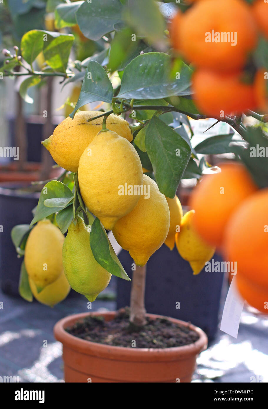 Il giallo dei limoni di Sicilia e arance mature tangerini in background Foto Stock