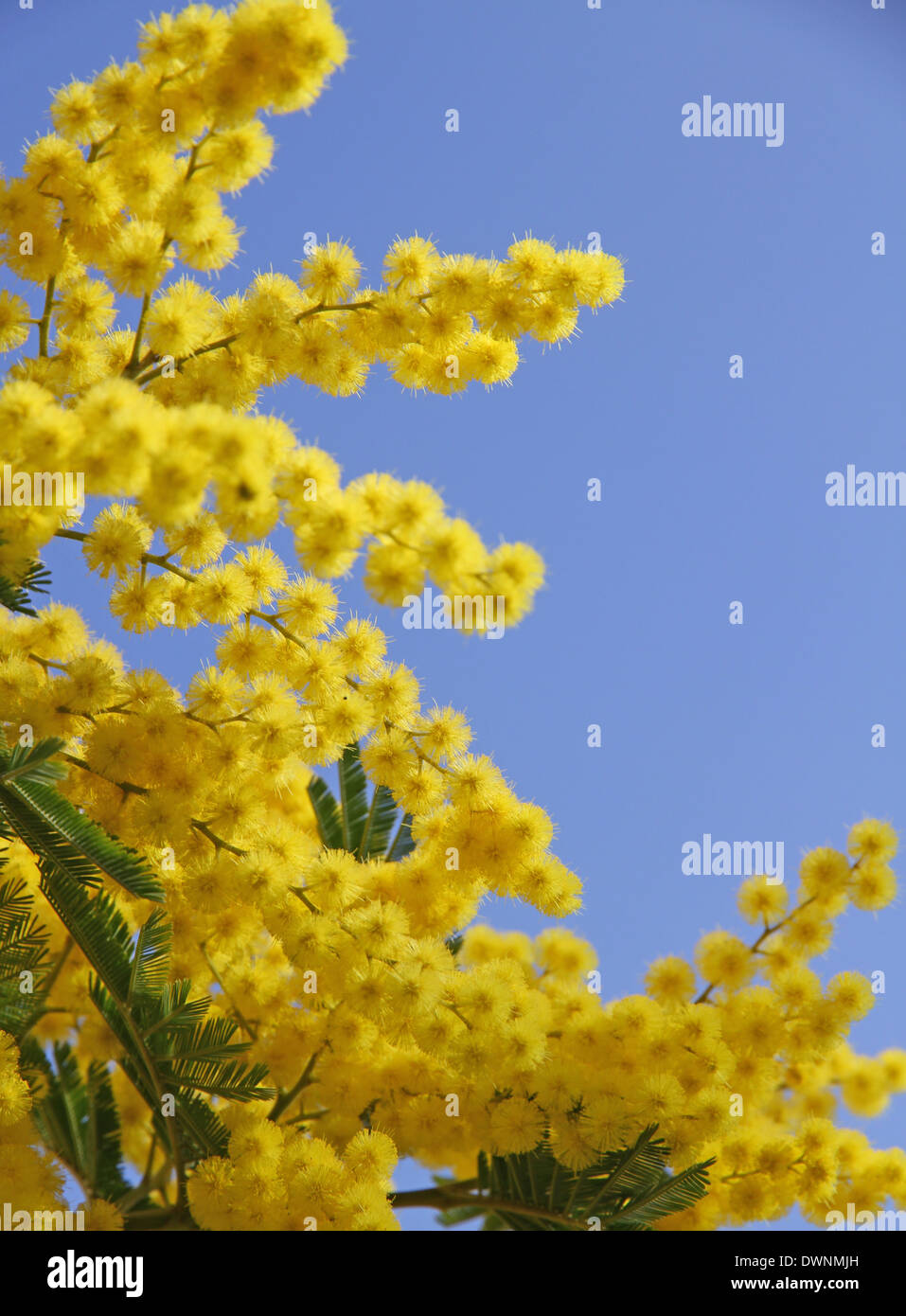 Bel giallo mimosa in fiore e la molla blu cielo Foto Stock
