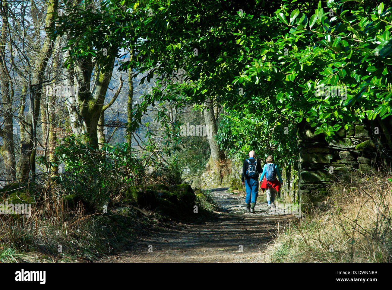Giovane passeggiate attraverso boschi Skelghyll, vicino a Ambleside, Parco Nazionale del Distretto dei Laghi, Cumbria, England Regno Unito Foto Stock