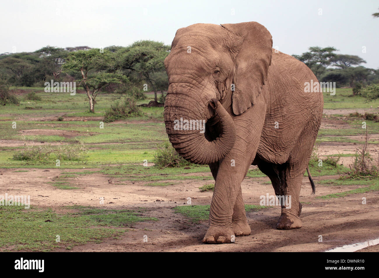 Elefante africano (Loxodonta africana), old bull senza zanne, Serengeti, Tanzania Foto Stock