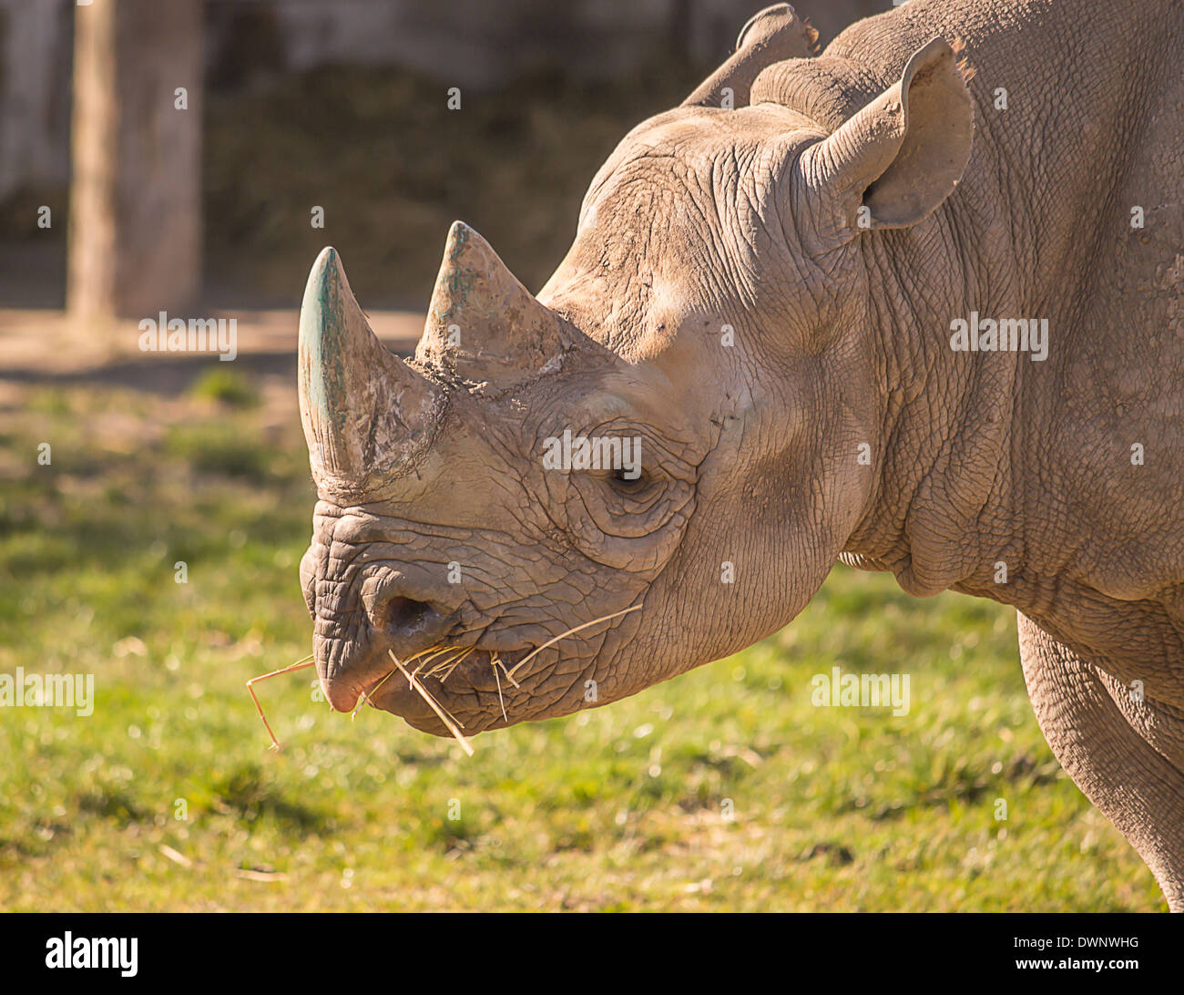 Ritratto di un rinoceronte mangiare erba. Foto Stock