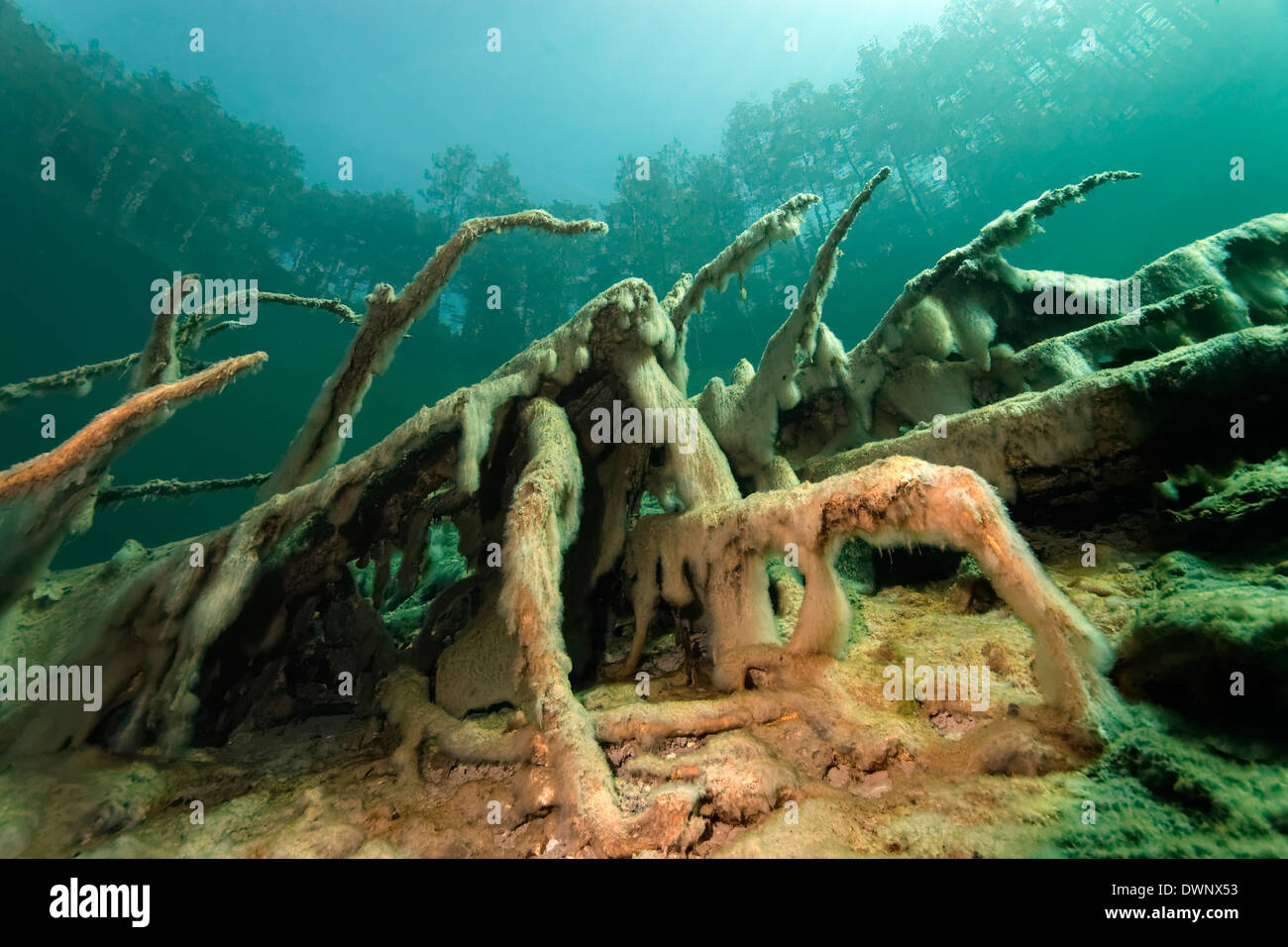 Radici con il fango alghe, la riflessione interna totale, alberi, paesaggio sottomarino, Fernsteinsee Lago, Tirolo, Austria Foto Stock
