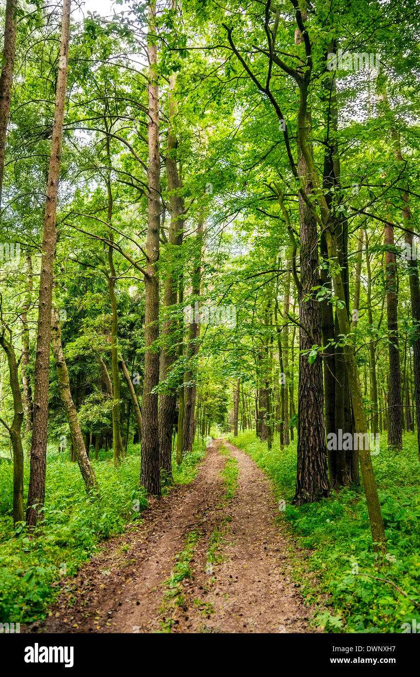 Percorso che passa attraverso gli alberi in naturale bosco selvatico Foto Stock