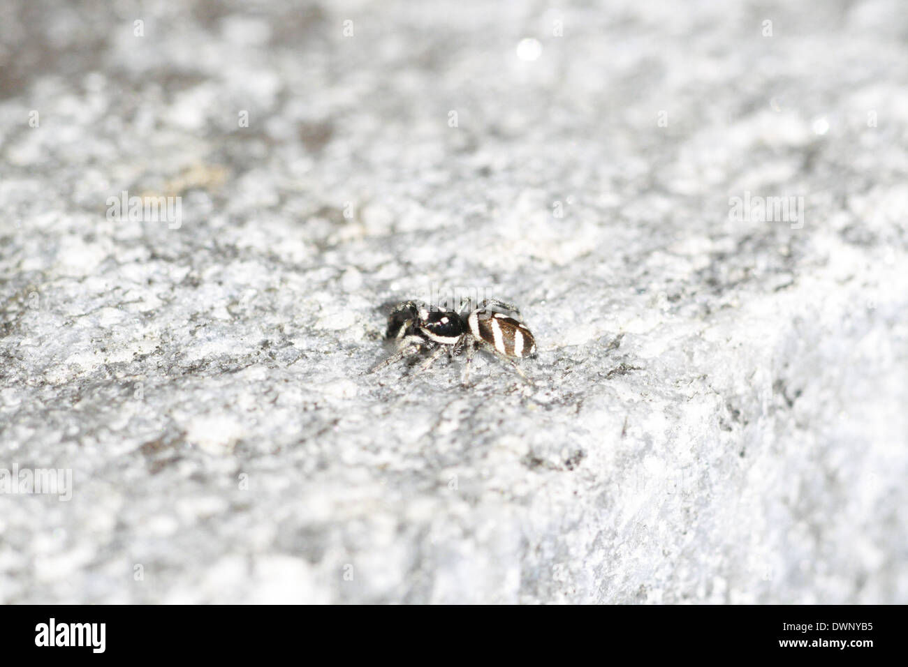 Zebra spider su una roccia Foto Stock