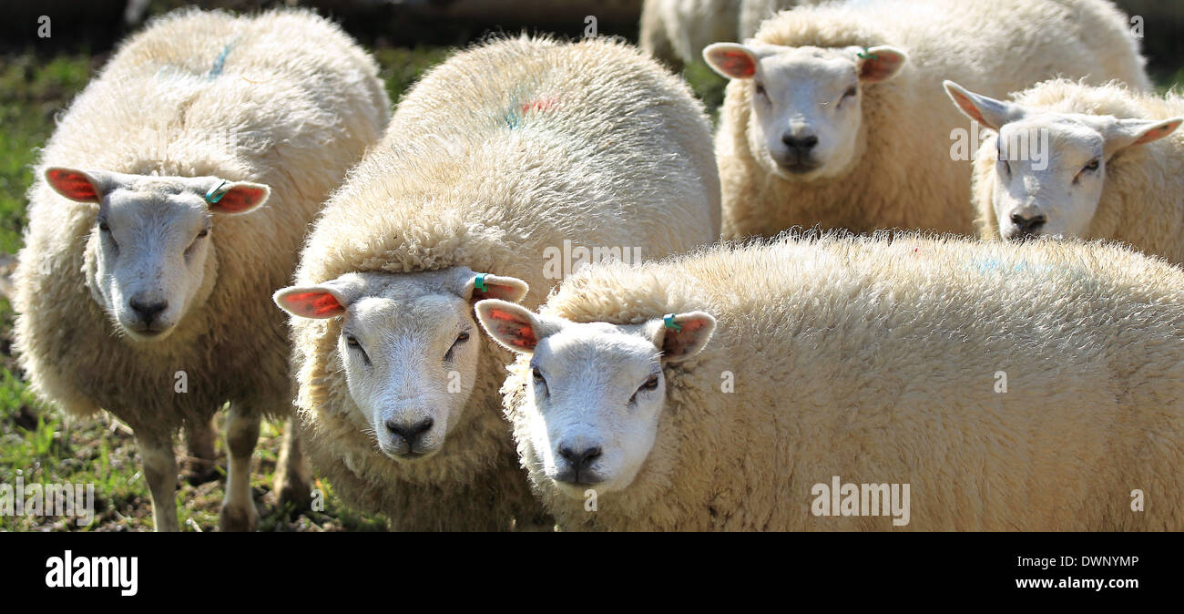 Parte di un gregge di pecore, fissando la telecamera Foto Stock