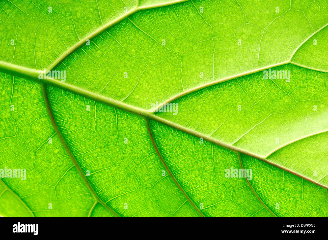 Impianto di gomma, gomma Fig, boccola di gomma, gomma Tree (Ficus spec.), leaf dettaglio Foto Stock