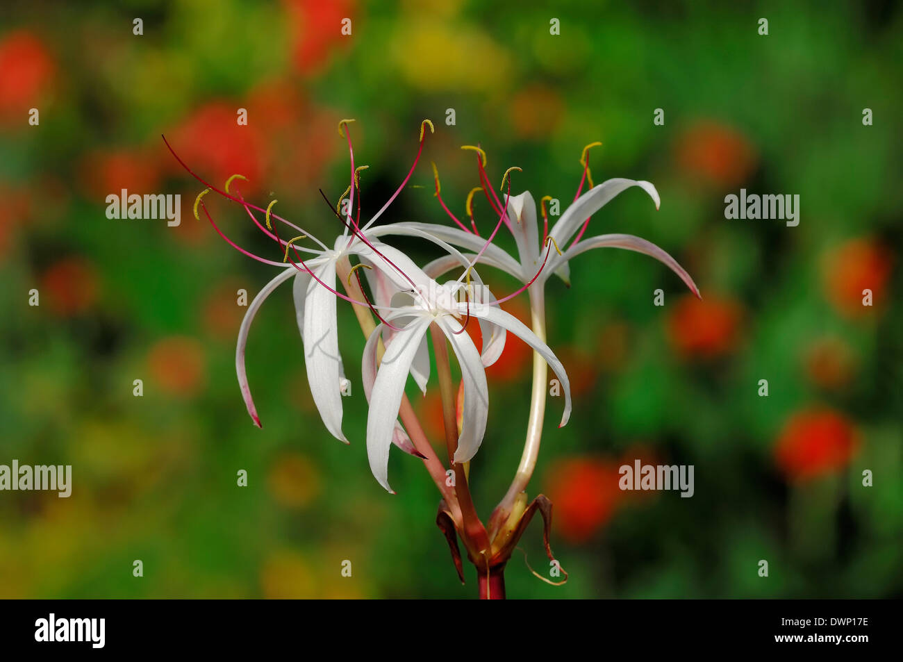 Swamp Lily (Crinum purpurascens) Foto Stock